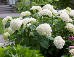 Incrediball Hydrangea, Hydrangea Arborescens, Smooth Hydrangea
Proven Winners
Sycamore, IL