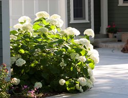Incrediball Hydrangea, Hydrangea Paniculata, Panicle Hydrangea
Proven Winners
Sycamore, IL