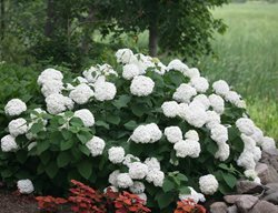 Incrediball Hydrangea, Hydrangea, White Flower, Flowering Shrub
Proven Winners
Sycamore, IL