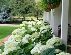 Incrediball Hydrangeas
Garden Design
Calimesa, CA