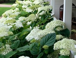 Incrediball Hydrangeas
Garden Design
Calimesa, CA