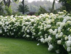 Incrediball Smooth Hydrangea, White Flowers, Landscape Shrub
Proven Winners
Sycamore, IL