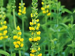 Index
Garden Design
Calimesa, CA