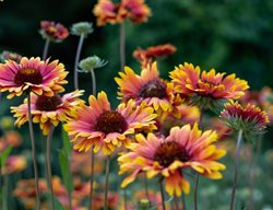 Indian Blanket Flower, Gaillardia Pulchella
Shutterstock.com
New York, NY