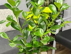 Indian Laurel, Ficus Microcarpa
Proven Winners
Sycamore, IL