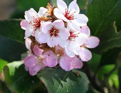 Indian Princess Indian Hawthorn, Pink Flowering Shrub
Shutterstock.com
New York, NY
