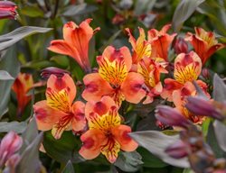 Indian Summer Alstroemeria, Peruvian Lily
Millette Photomedia
