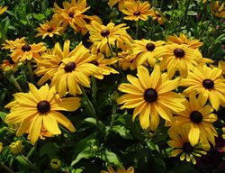 Indian Summer, Rudbeckia Flower
All-America Selections
Downers Grove, IL