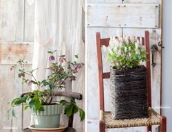 Indoor Plants On Chairs Kindra Clineff
Garden Design
Calimesa, CA