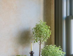 Indoor Topiaries, Pelargonium 
Garden Design
Calimesa, CA