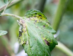 Infected Tomato Leaf, Tomato Leaf With Spots
Shutterstock.com
New York, NY