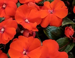 Infiniti Orange Impatiens, Impatiens Hawkerii
Proven Winners
Sycamore, IL