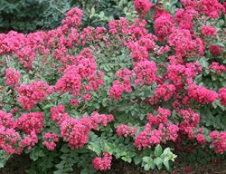 Infinitini Magenta Crape Myrtle, Dwarf Crape Myrtle, Flowering Shrub
Proven Winners
Sycamore, IL