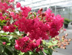 Infinitini Watermelon Crape Myrtle, Flowering Shrub, Pink Flowers
Proven Winners
Sycamore, IL