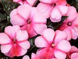 Infinity Blushing Crimson Impatiens, Pink Impatiens Flowers
Proven Winners
Sycamore, IL