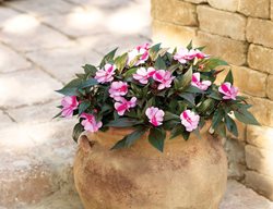 Infinity Pink Frost Impatiens, New Guinea Impatiens, Pink Flowers
Proven Winners
Sycamore, IL