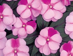 Infinity Pink Frost, New Guinea Impatiens, Pink Flowers
Proven Winners
Sycamore, IL