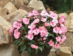 Infinity Pink Impatiens, Pink Flowers
Proven Winners
Sycamore, IL