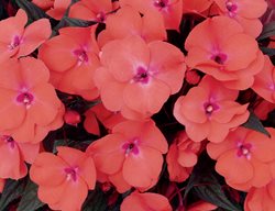 Infinity Salmon, New Guinea Impatiens, Salmon Flower
Proven Winners
Sycamore, IL