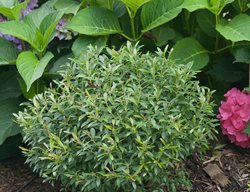 Inkberry Holly, Gem Box, Ilex Glabra
Proven Winners
Sycamore, IL