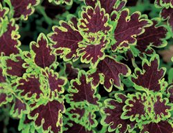 Inky Fingers Coleus, Dark Coleus
Garden Design
Calimesa, CA