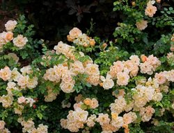 Install Landscape Roses
Garden Design
Calimesa, CA
