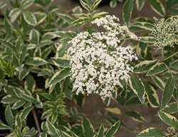 Instant Karma Shrub, Sanivalk, Variegated Leaves
Proven Winners
Sycamore, IL