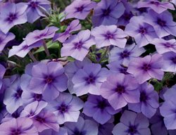 Intensia Blueberry Phlox, Phlox Drummondii, Medium Phlox
Proven Winners
Sycamore, IL
