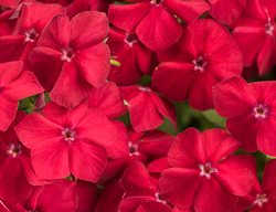 Intensia Red Hot Phlox, Phlox Drummondii
Proven Winners
Sycamore, IL