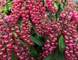 Interstella Japanese Pieris, Pieris Japonica
Proven Winners
Sycamore, IL