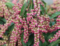 Interstella Japanese Pieris
Proven Winners
Sycamore, IL