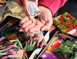 Inventory Your Garden Seeds
Garden Design
Calimesa, CA