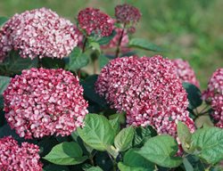 Invincibelle Garnetta Hydrangea, Hydrangea Arborescens
Proven Winners
Sycamore, IL
