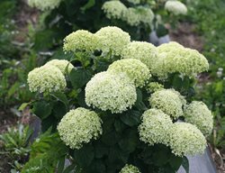 Invincibelle Limetta Hydrangea, Hydrangea Arborescens
Proven Winners
Sycamore, IL