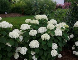 Invincibelle Limetta Hydrangea, Hydrangea Arborescens, Smooth Hydrangea
Proven Winners
Sycamore, IL