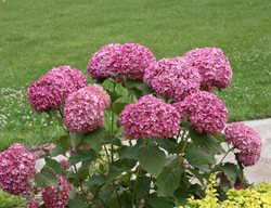 Invincibelle Mini Mauvette, Hydrangea Arborescens
Proven Winners
Sycamore, IL