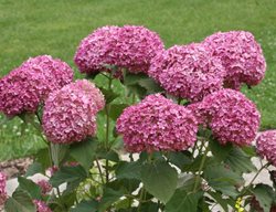 Invincibelle Mini Mauvette Hydrangea, Hydrangea Arborescens
Proven Winners
Sycamore, IL