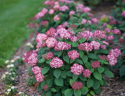 Invincibelle Ruby Hydrangea, Smooth Hydrangea Flower
Proven Winners
Sycamore, IL
