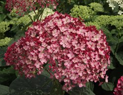 Invincibelle Ruby Hydrangea, Smooth Hydrangea, Hydrangea Arborescens
Proven Winners
Sycamore, IL