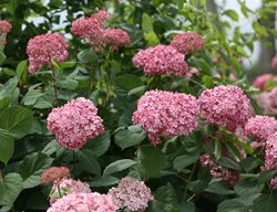 Invincibelle Spirit Ii Hydrangea, Smooth Hydrangea
Proven Winners
Sycamore, IL