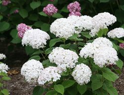 Invincibelle Wee White Hydrangea, Hydrangea Arborescens
Proven Winners
Sycamore, IL