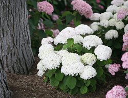 Invincibelle Wee White Hydrangea, White Flower
Proven Winners
Sycamore, IL
