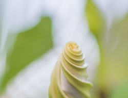  Ipomoea Alba (moonflower)
Garden Design
Calimesa, CA
