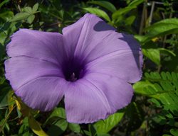 Ipomoea Cairica, Cairo Morning Glory, Mile-A-Minute Vine
Pixabay
