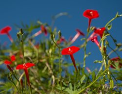 Ipomoea Multifidi, Ipomoea Sloteri, Cardinal Climber
Shutterstock.com
New York, NY