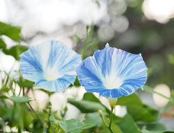 Ipomoea Tricolor, Flying Saucer, Blue And White Flower
Shutterstock.com
New York, NY