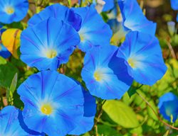 Ipomoea Tricolor, Heavenly Blue, Blue Flowers
Shutterstock.com
New York, NY
