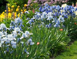 Iris, Border, Garden, Blue Flowers
Shutterstock.com
New York, NY