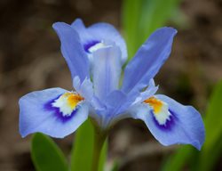 Iris Cristata, Dwarf Crested Iris, Purple Flower
Shutterstock.com
New York, NY