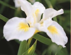 Iris Douglasiana ‘canyon Snow’
Garden Design
Calimesa, CA